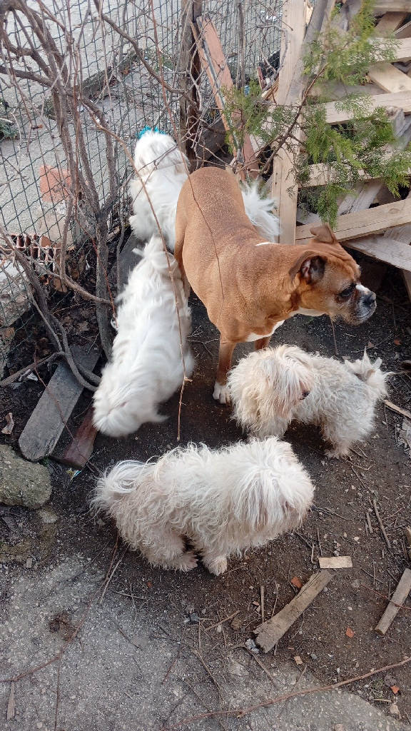 Köpek