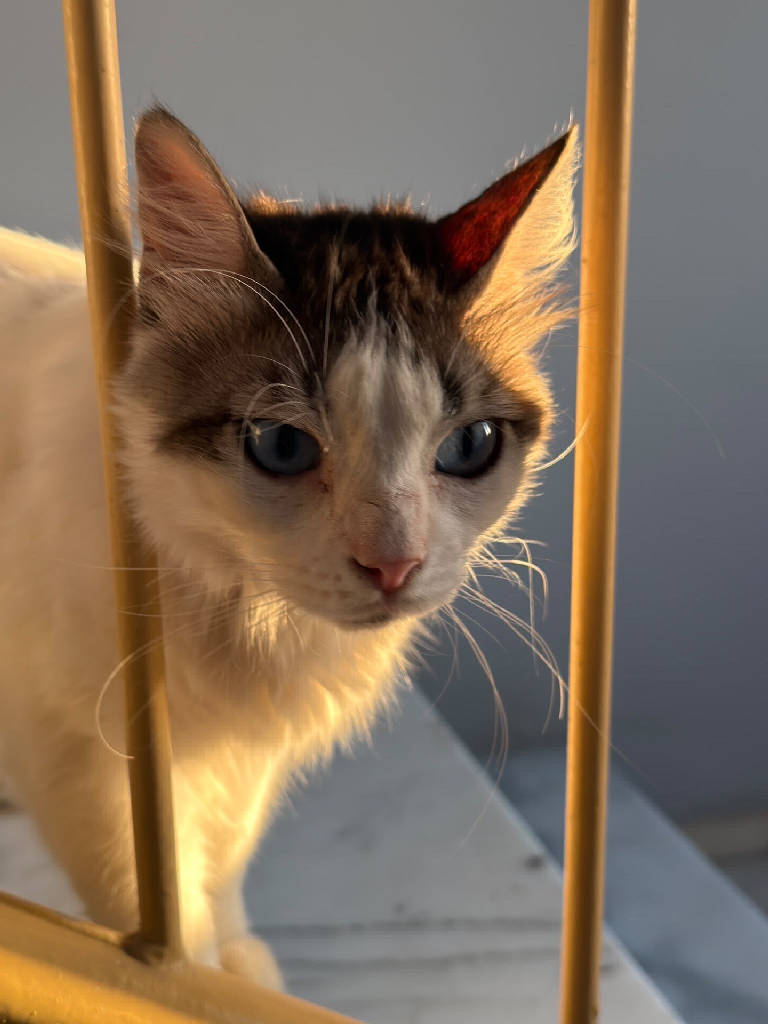Bilinmiyor