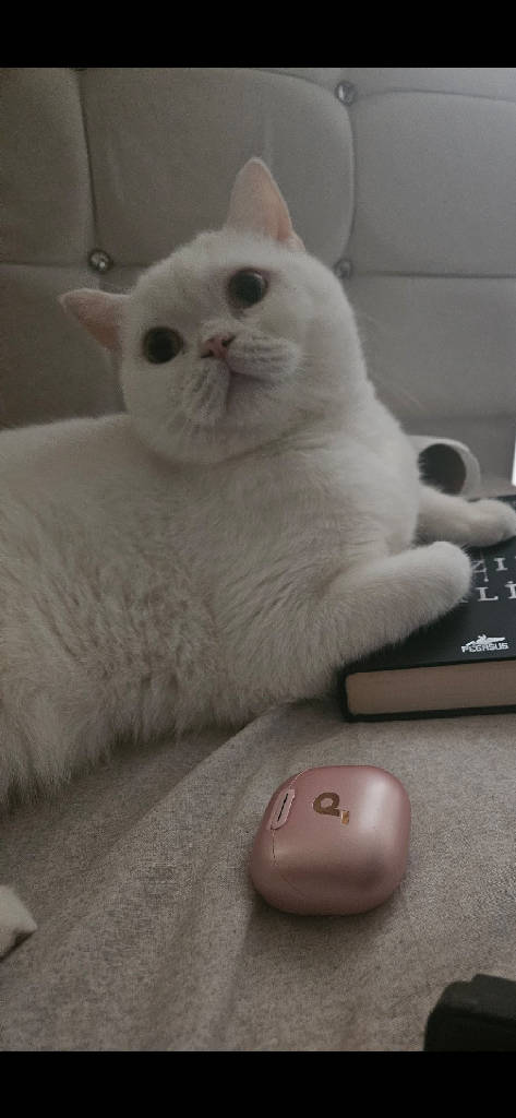 pamuk