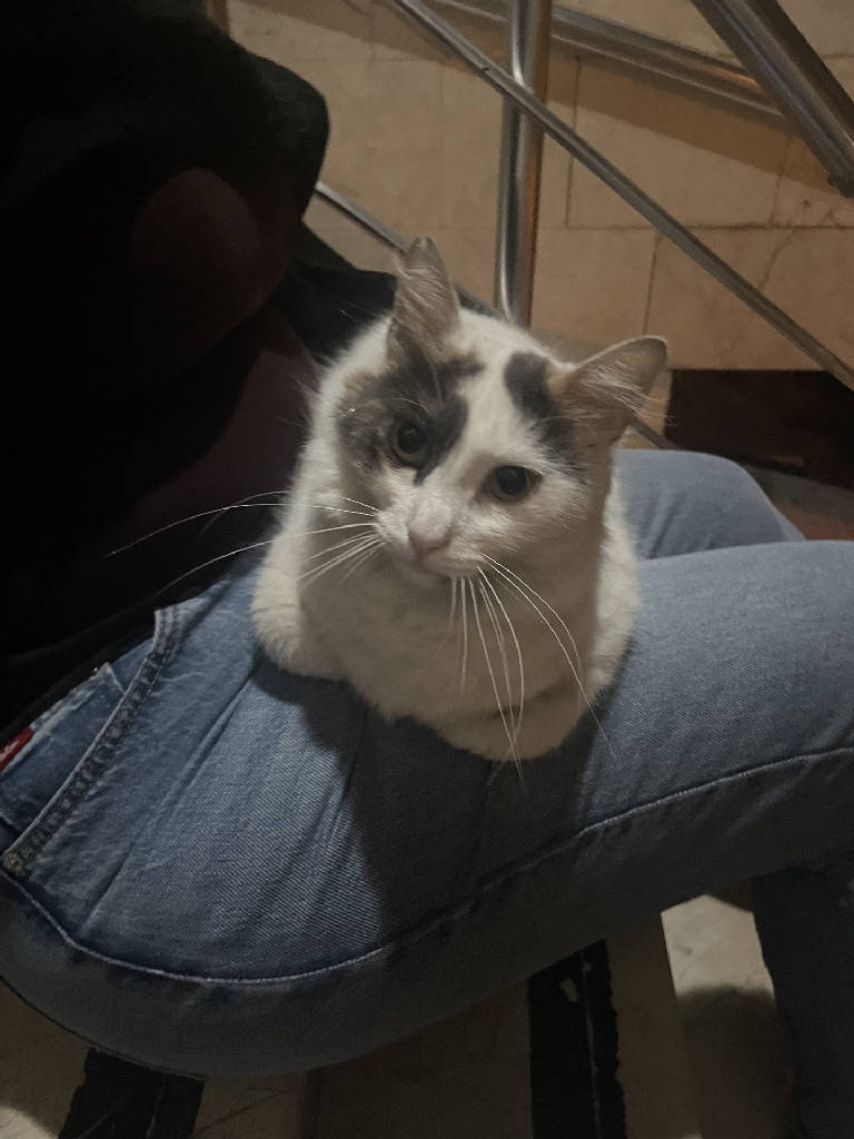 Pamuk