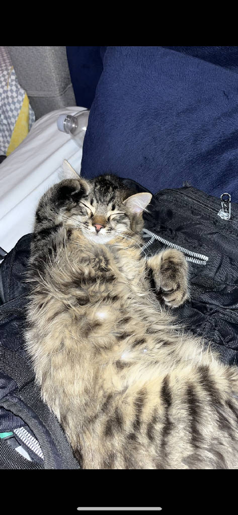 basil