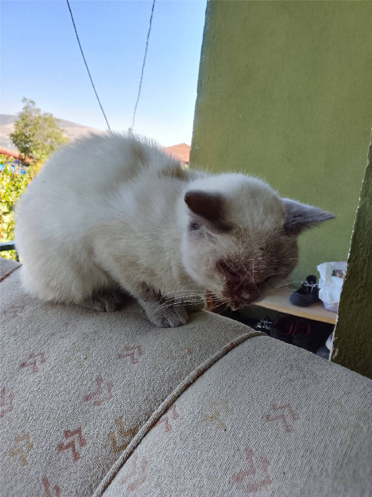 Kedi