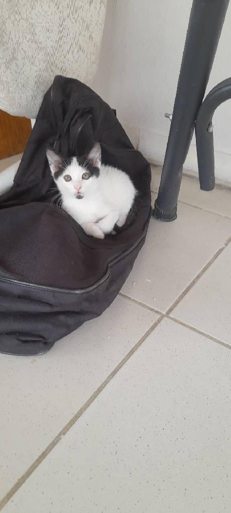 Kedi