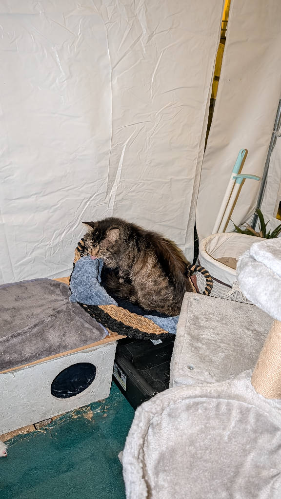 Kedi Alanya da terk edildi. Güller Pınarı