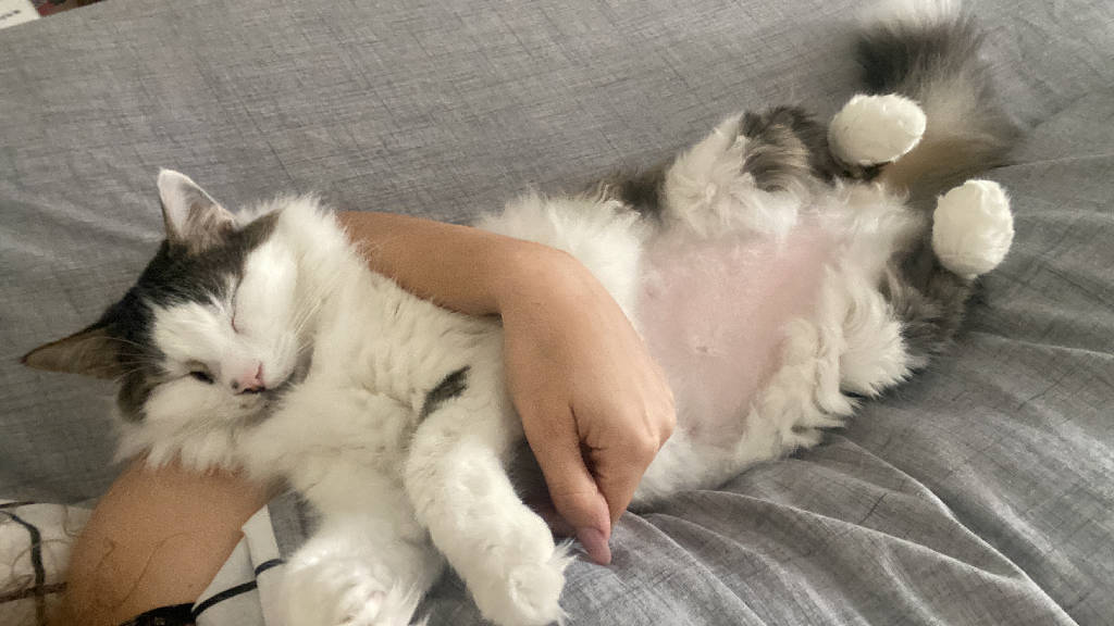 Kedilerde tüy dökme