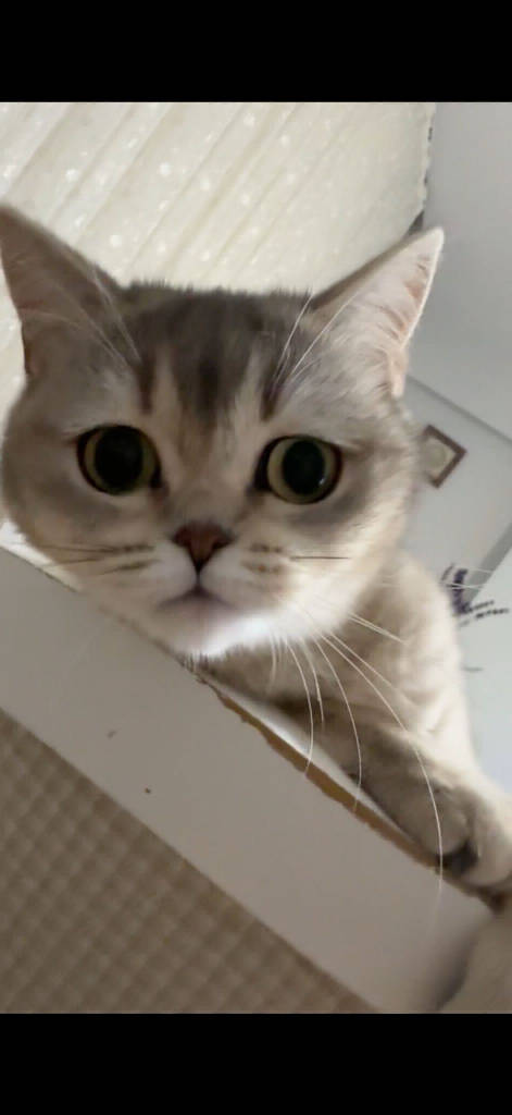 hamsi