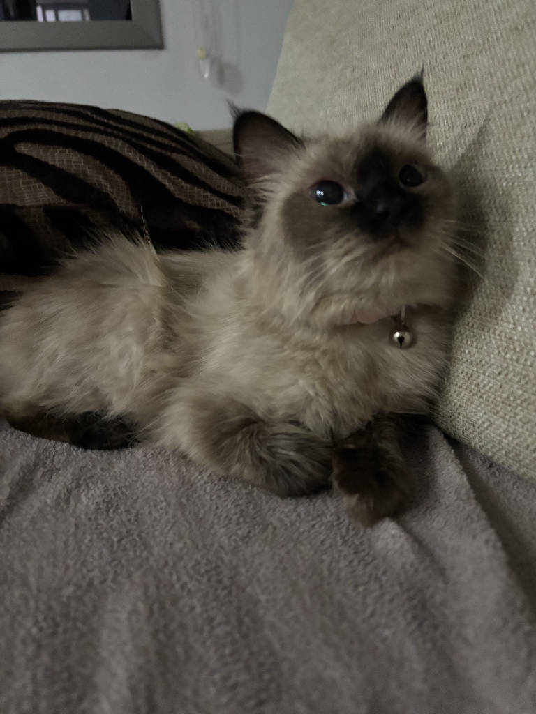 Sütlaç — Kedi · ailesine kavuştu