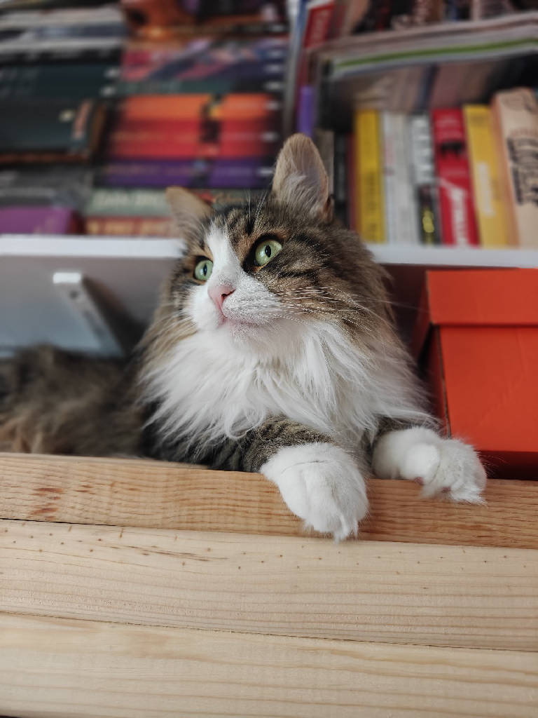Şişko — Kedi · İstanbul · ailesine kavuştu