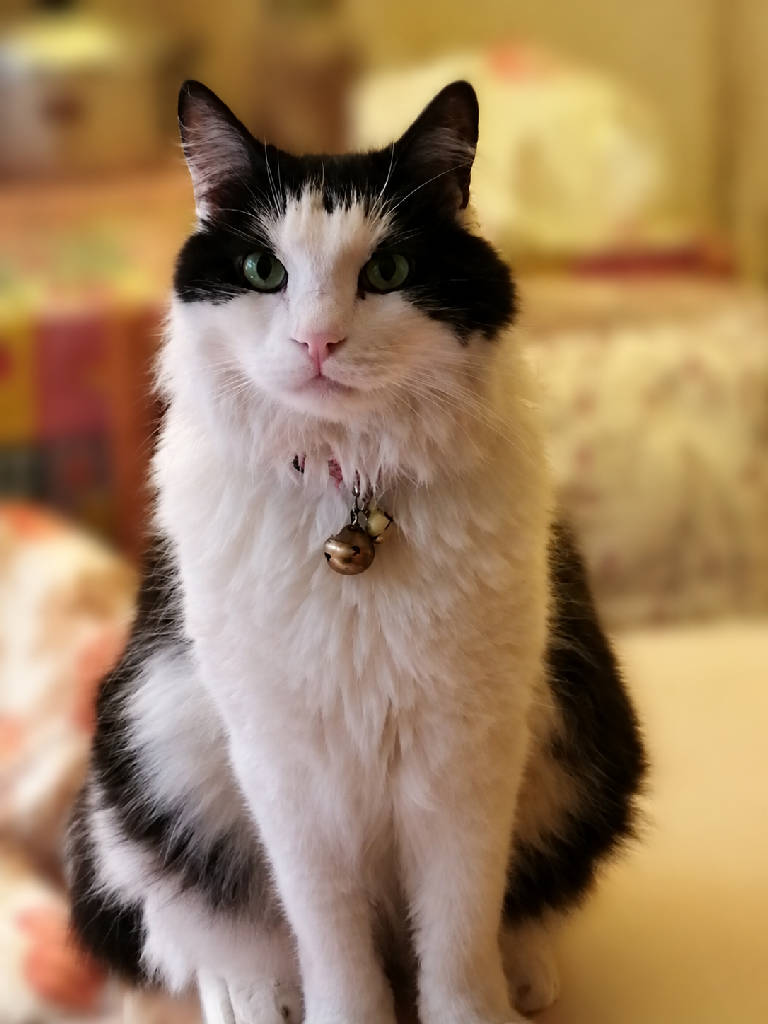 çavuş — Kedi · Manisa · ailesine kavuştu