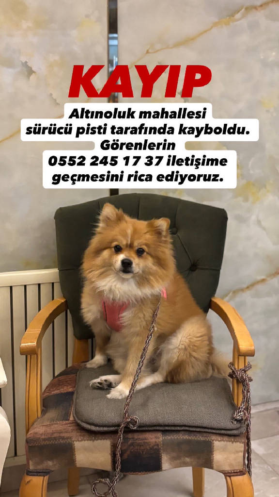 BELLA — Köpek · Kayseri · ailesine kavuştu
