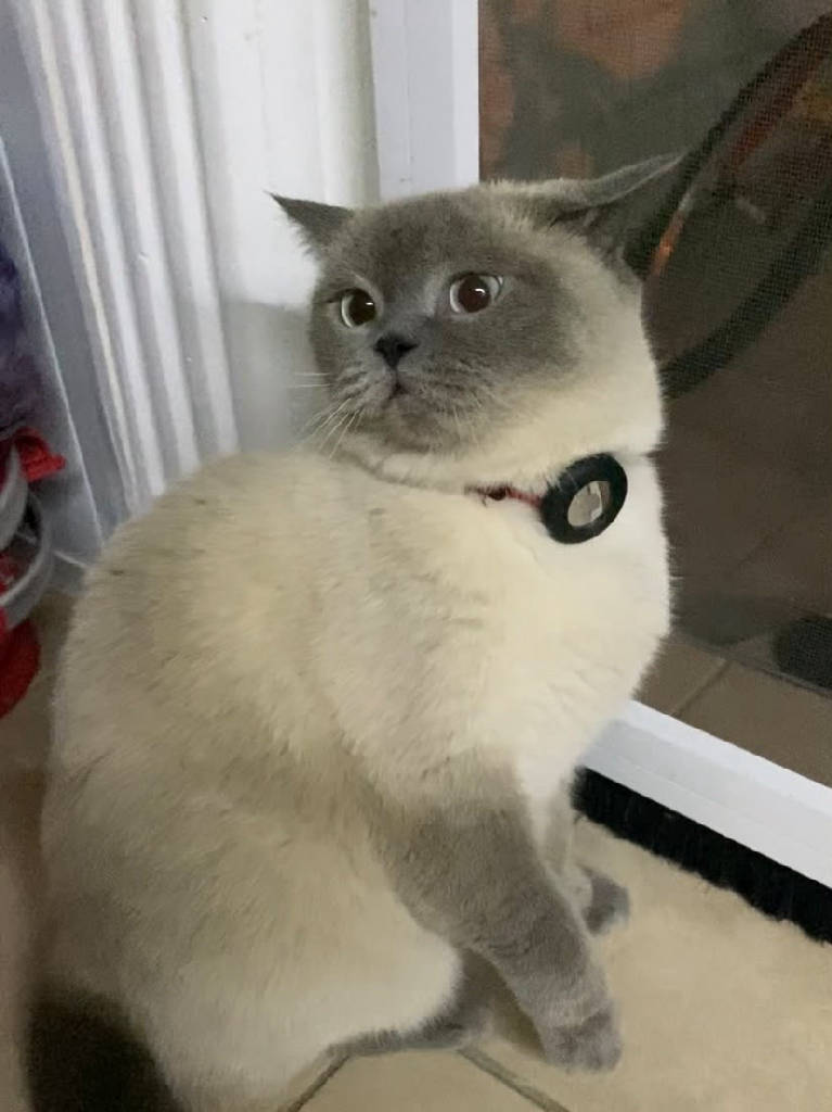 LAVİNİA — Kedi · Kütahya · ailesine kavuştu