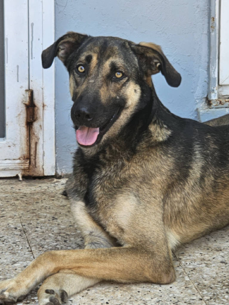 PUSAT  — Köpek · Antalya · ailesine kavuştu