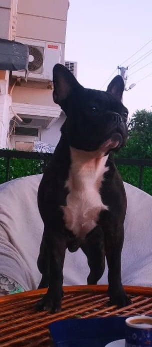 Gece — Köpek · Antalya · ailesine kavuştu