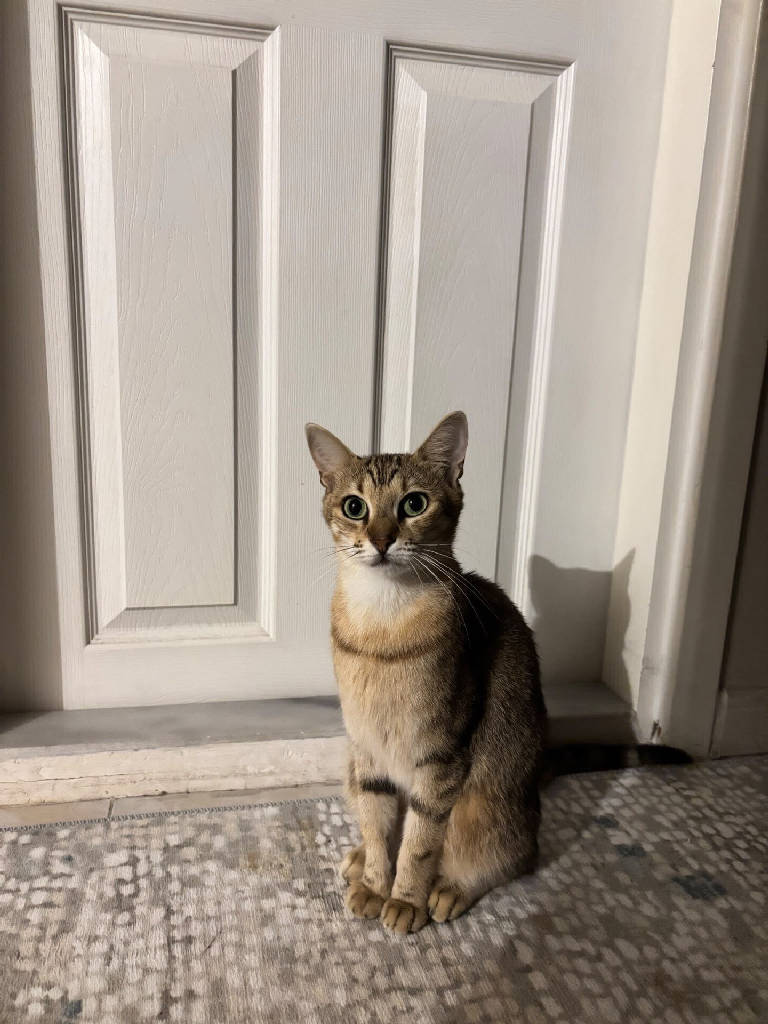 Luna — Kedi · İstanbul · ailesine kavuştu