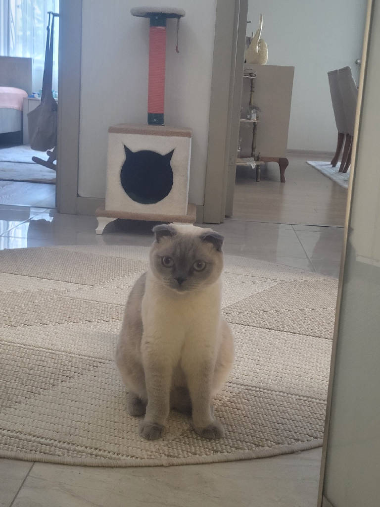 ATEŞ  — Kedi · Ankara · ailesine kavuştu