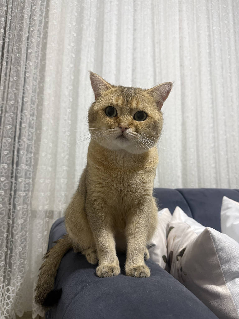 yuki aslan — Kedi · İzmir · ailesine kavuştu
