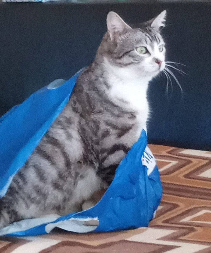 şanslı