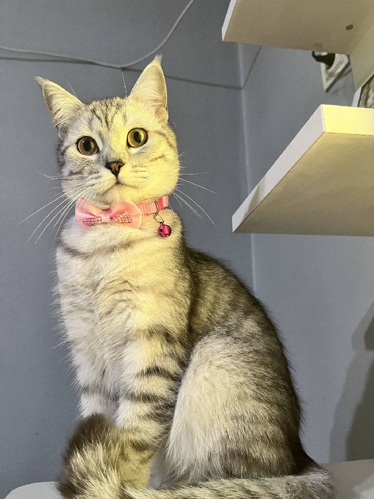 lily — Kedi · Adana · ailesine kavuştu