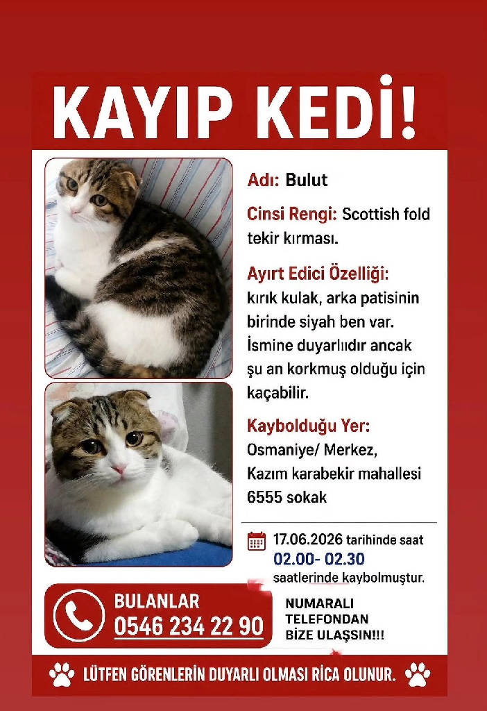 BULUT