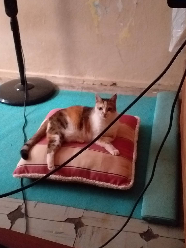 Fıstık