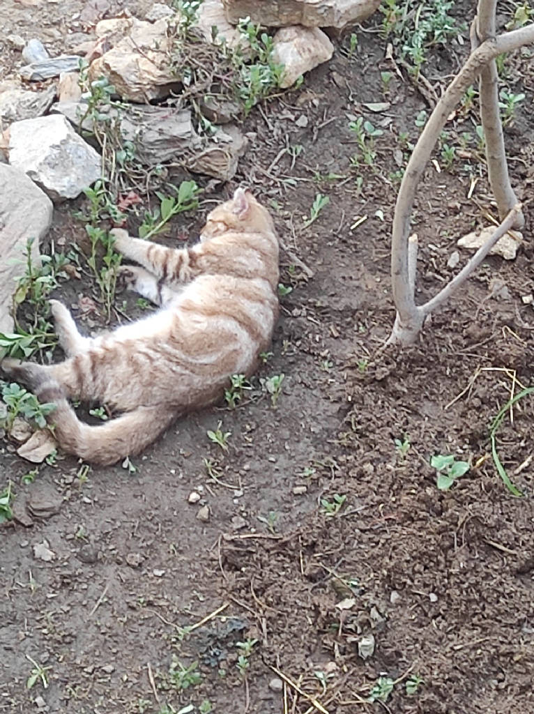 Simba