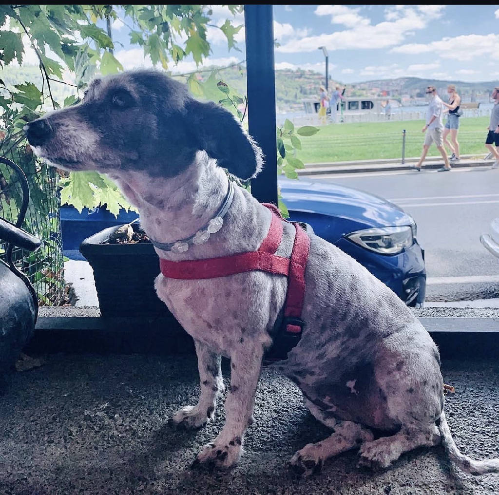 zeytin  — Köpek · İstanbul · ailesine kavuştu