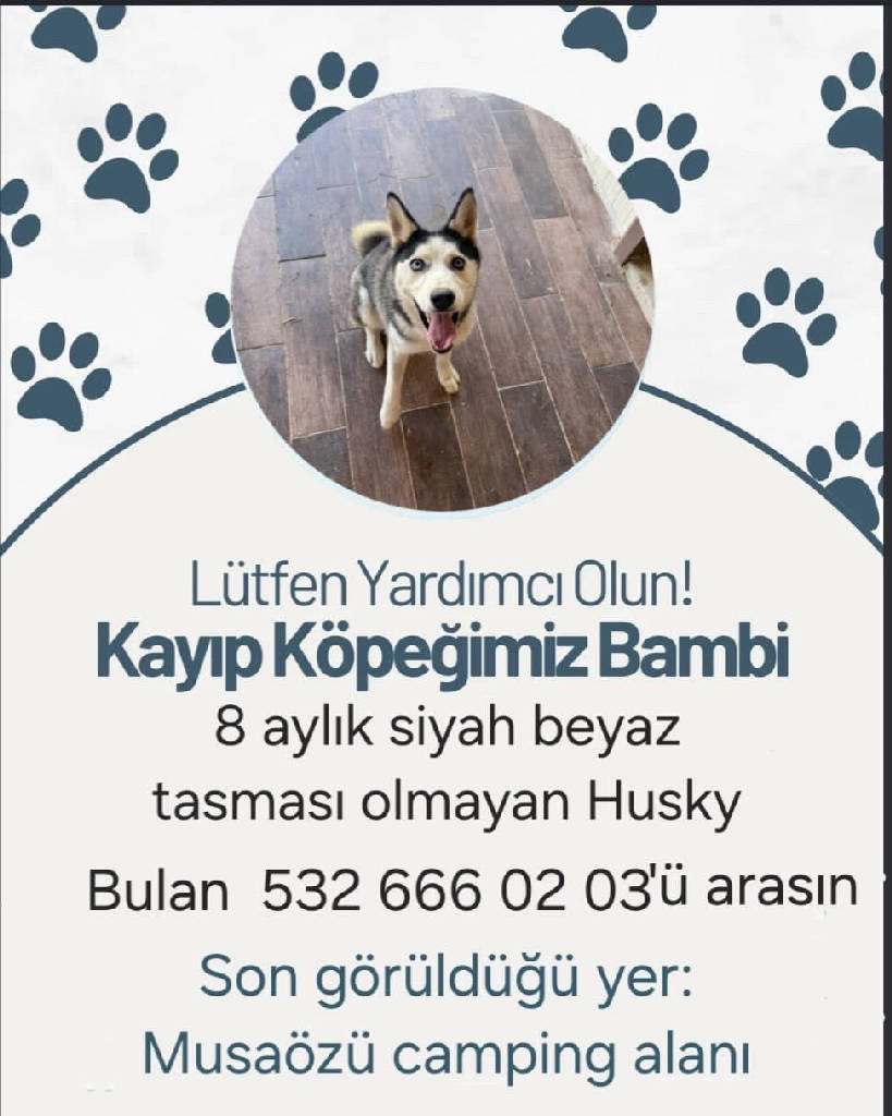 Bambi — Köpek · Eskişehir · ailesine kavuştu