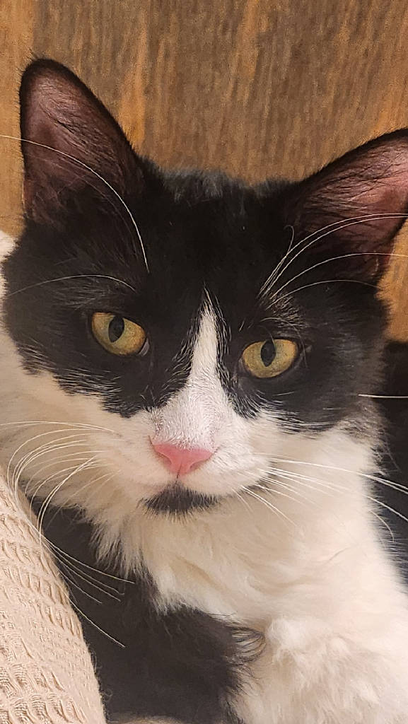kiraz — Kedi · İstanbul · ailesine kavuştu
