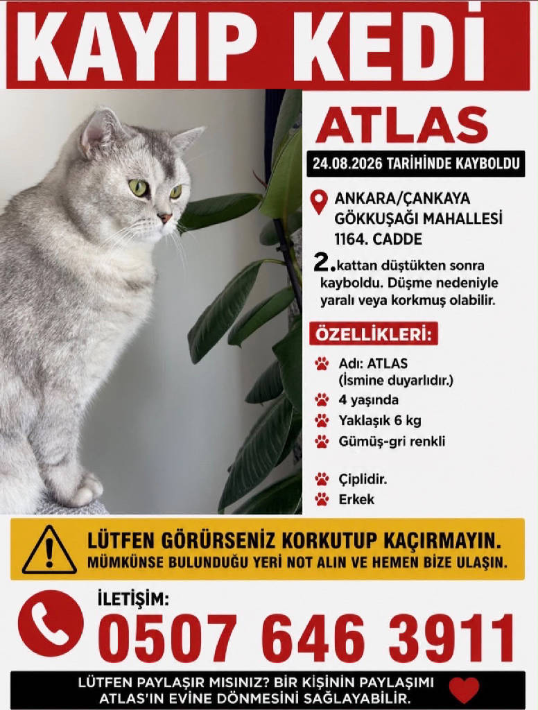 Atlas — Kedi · Ankara · ailesine kavuştu