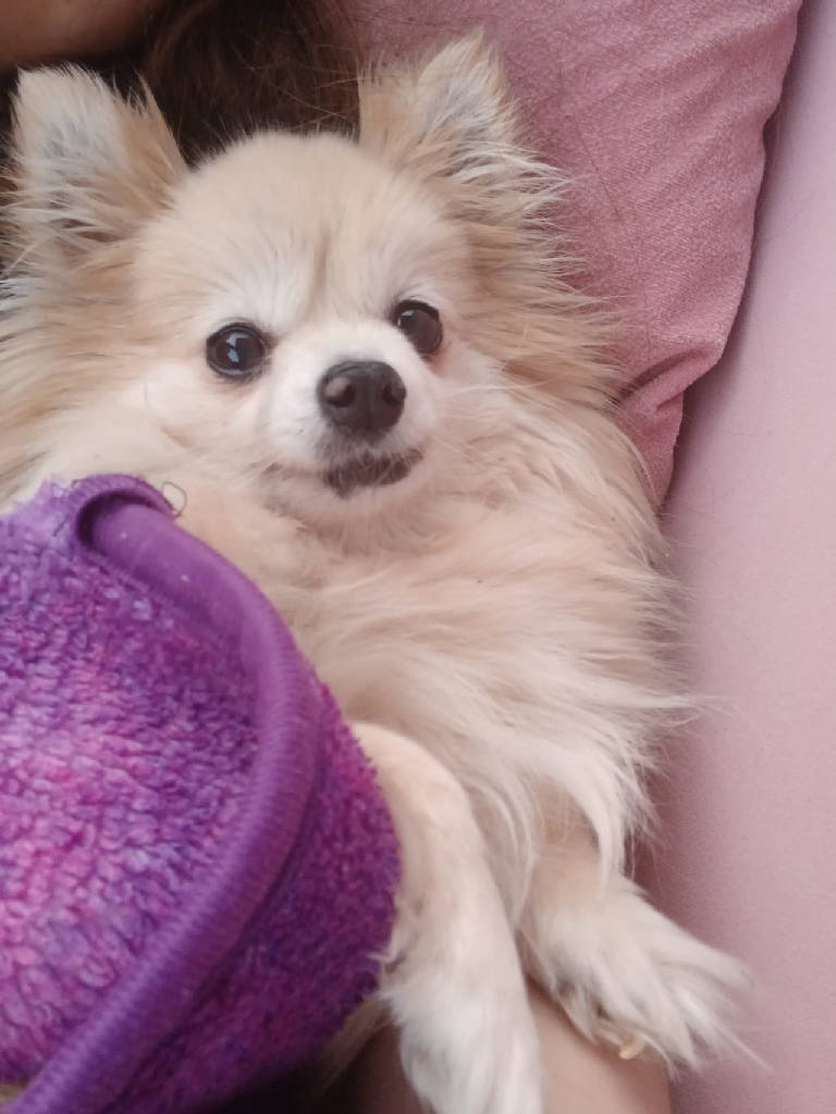 ismi nasip cinsi pomeranian