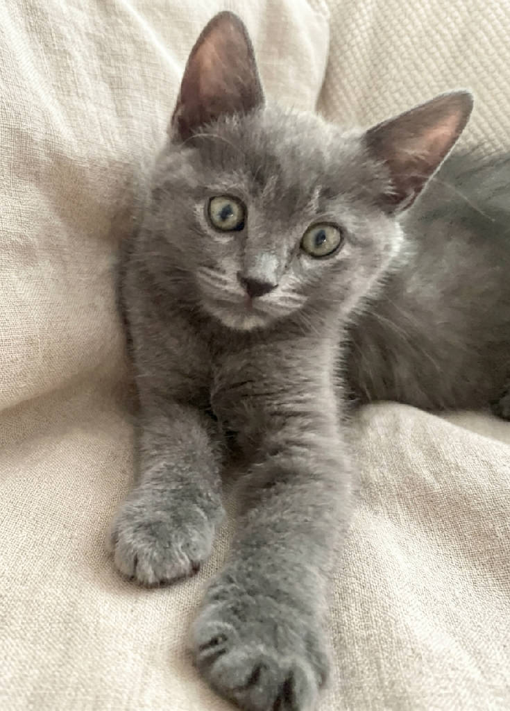 zeytin