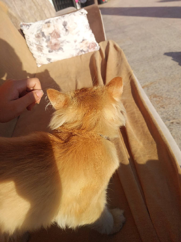 adı yok ben kediyi buldum