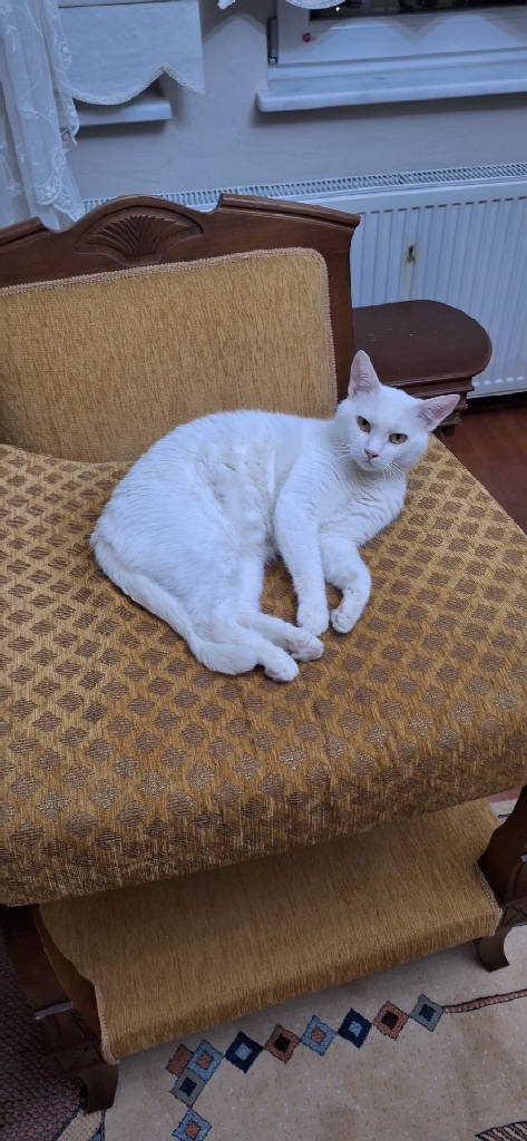 Pamuk