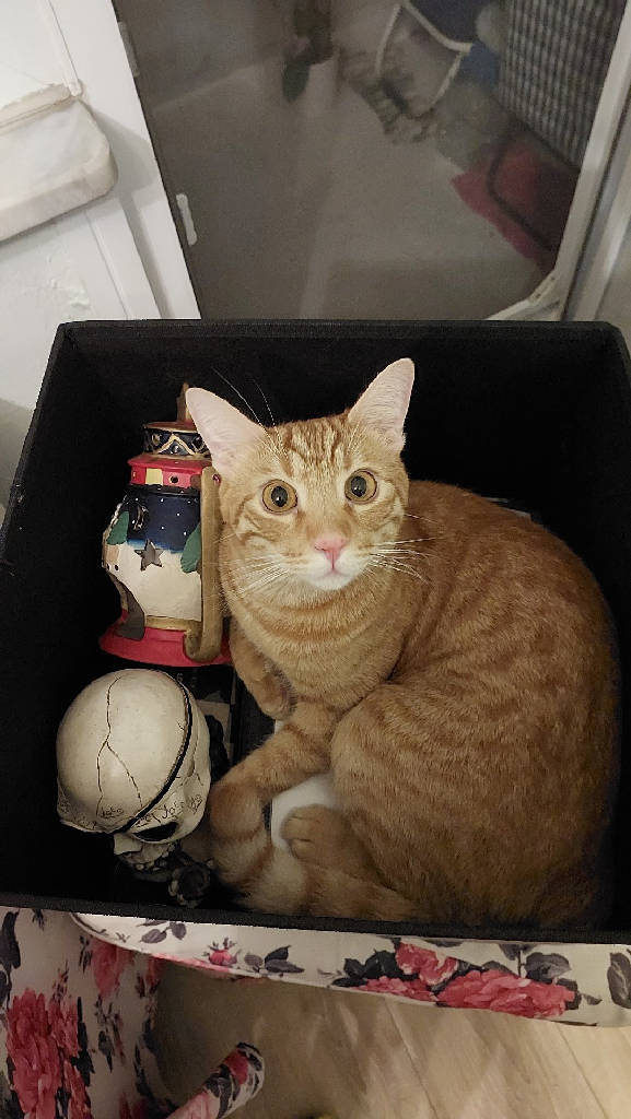 Midas — Kedi · İstanbul · ailesine kavuştu