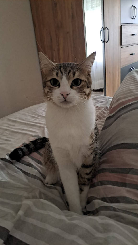 loki — Kedi · Eskişehir · ailesine kavuştu