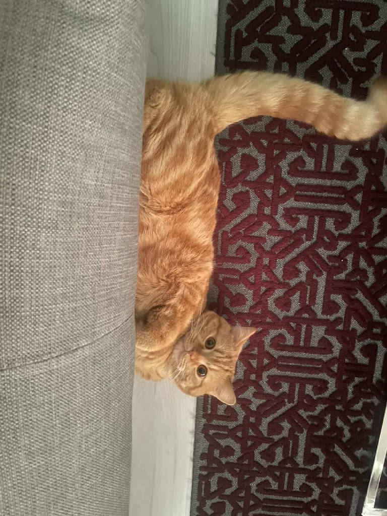 obur