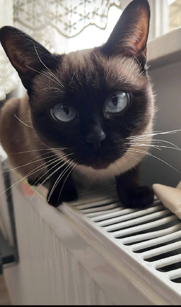 mia — Kedi · Bursa · ailesine kavuştu