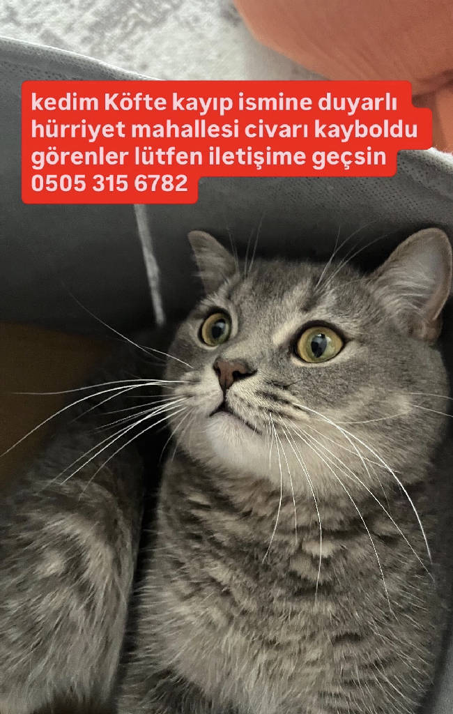 Köfte