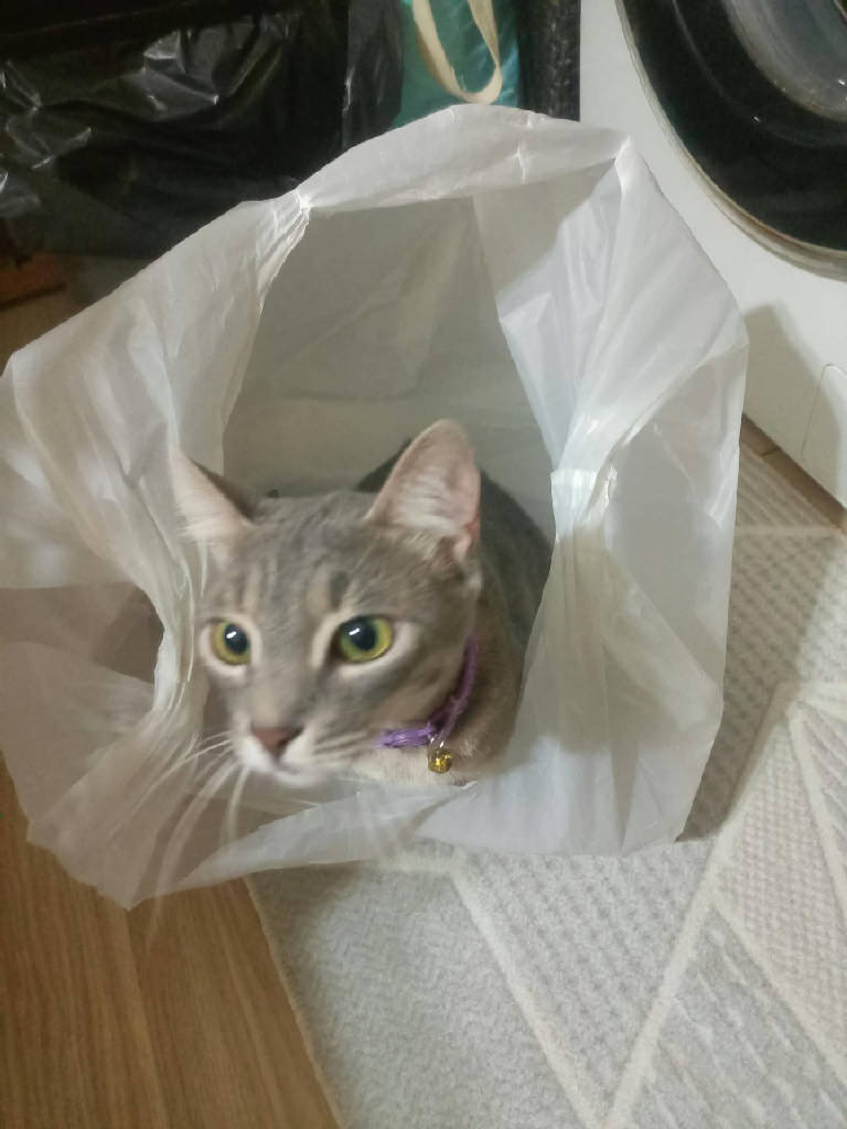 mitsi — Kedi · İzmir · ailesine kavuştu