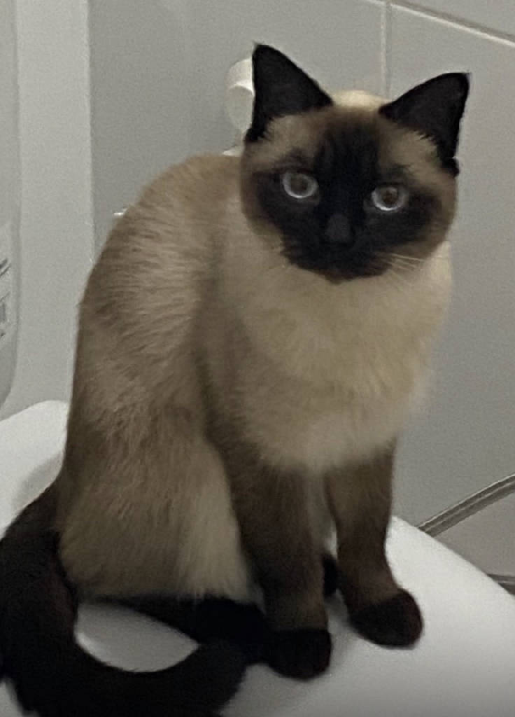 Penny — Kedi · Bursa · ailesine kavuştu