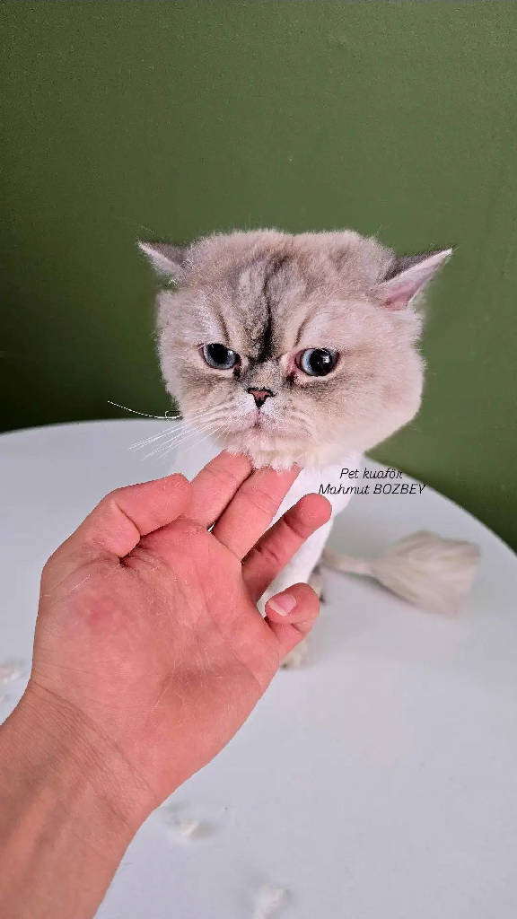 Mia