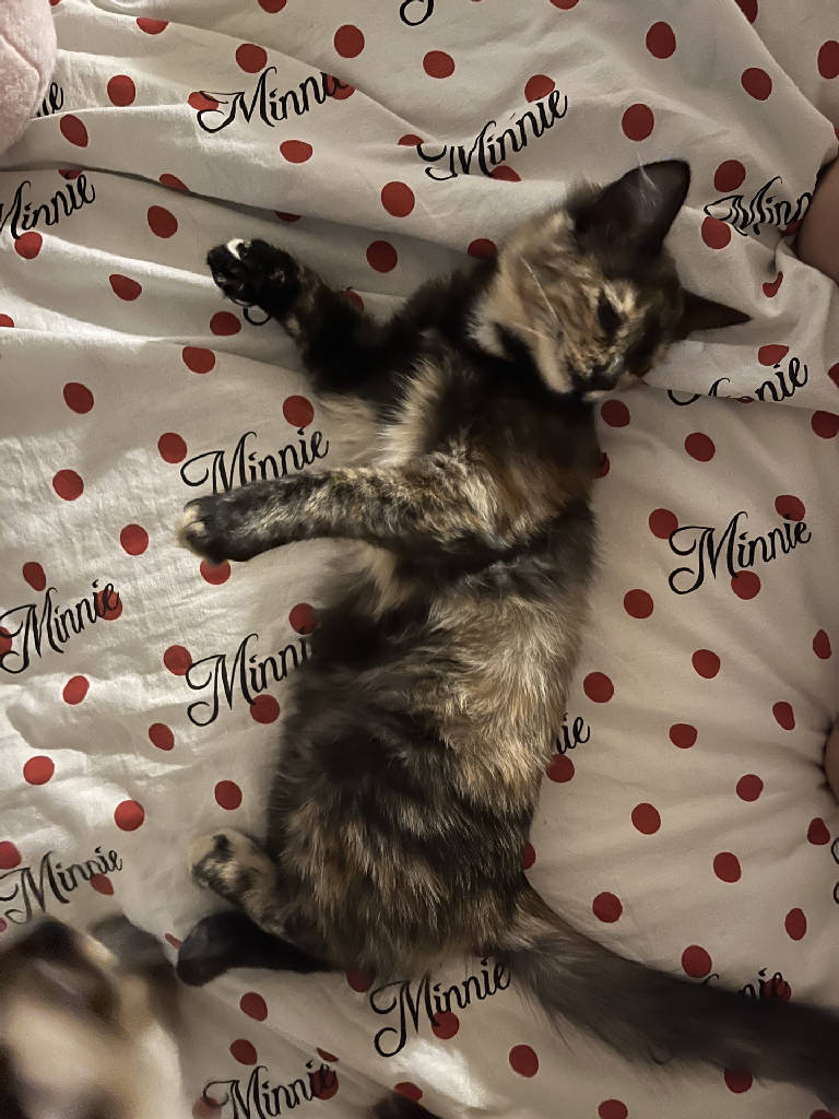 karamel — Kedi · Isparta · ailesine kavuştu