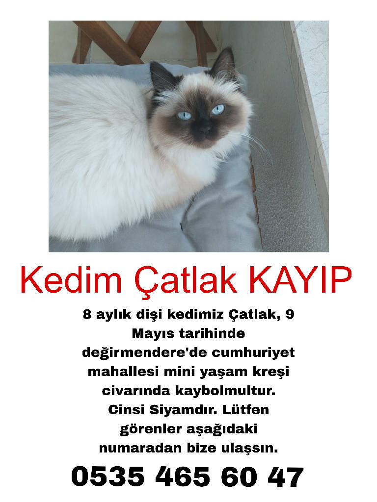 Çatlak