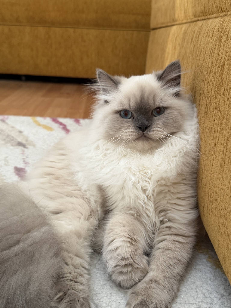 Aslan — Kedi · Manisa · ailesine kavuştu