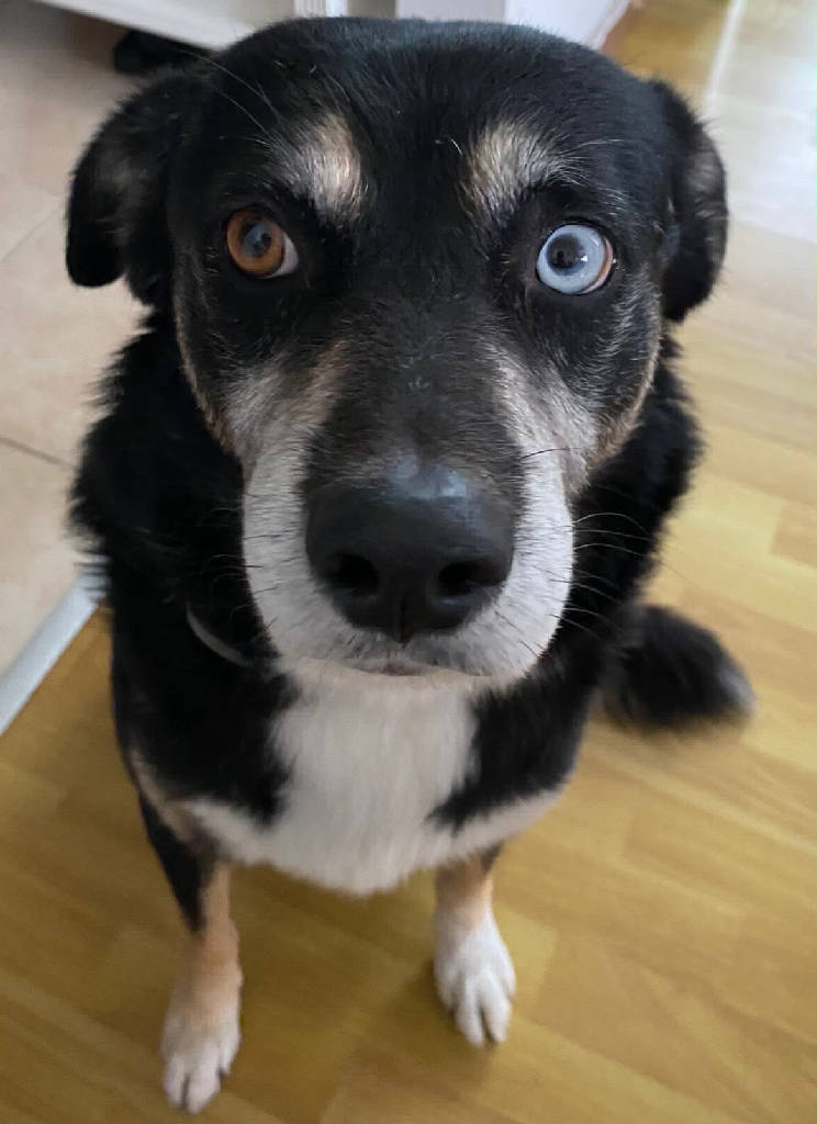 ŞANS — Köpek · Antalya · ailesine kavuştu