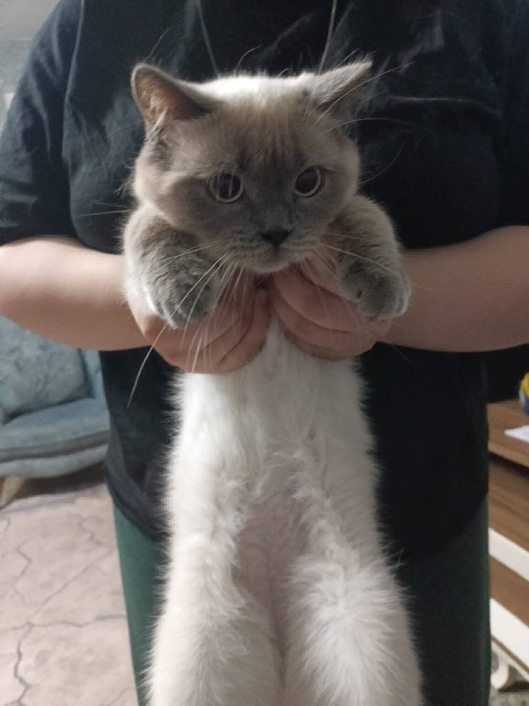 pamuk