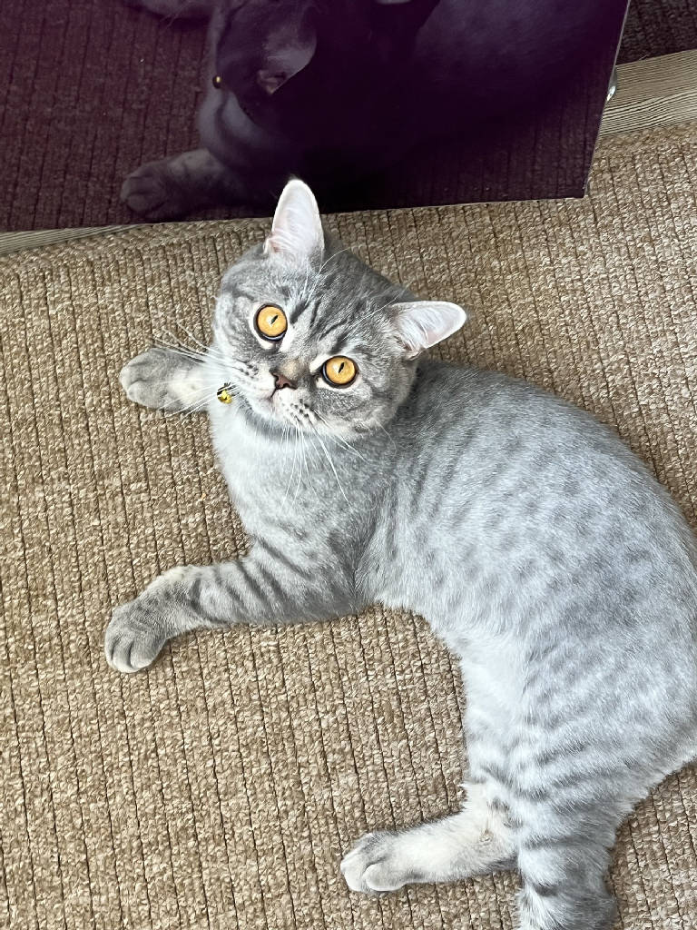 Mars — Kedi · Gümüşhane · ailesine kavuştu