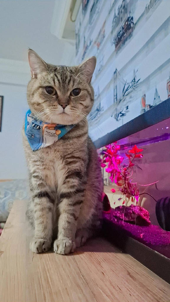 SAFİR — Kedi · Ankara · ailesine kavuştu
