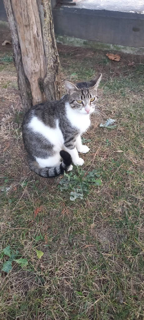minikcan