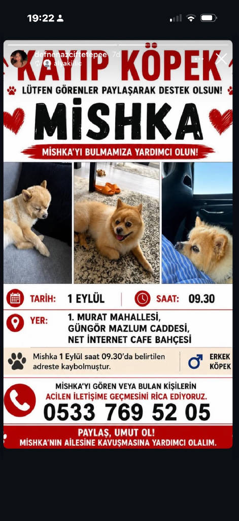 Mishka — Köpek · Edirne · ailesine kavuştu